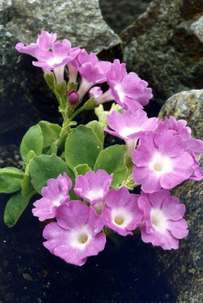 Primula allionii 'Beatrice Wooster' en fleurs sur des falaises calcaires ombragées des Alpes-Maritimes